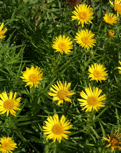 Inula ensifolia - oman ´Yellow´