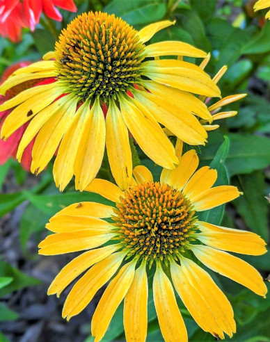 Echinacea ´Golden Skipper´