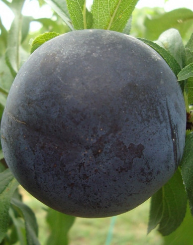 Švestka japonská ´Black Sun´, podn. MRS, kont. 5l