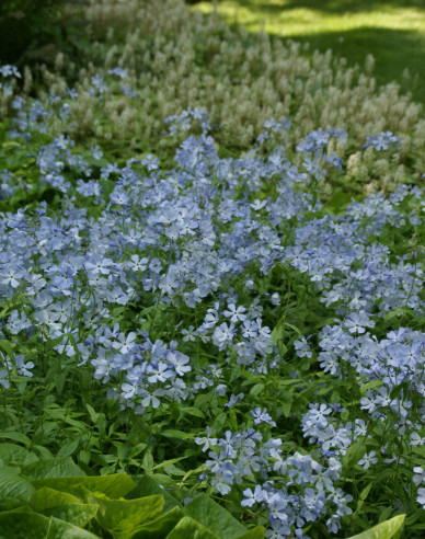 Plamenka rozkladitá  ´Clouds of Perfume´