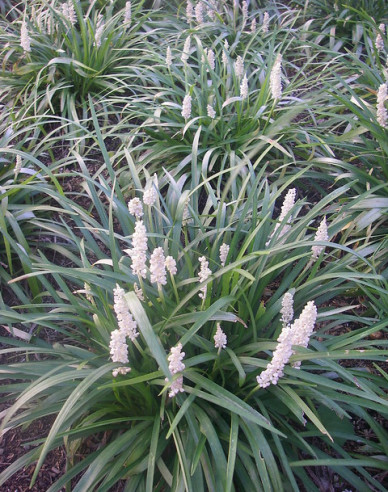 Liriope  ´Monroe White´