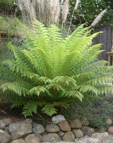 Diksonia Antarctica - kapradina stromová 30 - 40cm