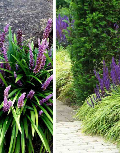 Liriope ’Big Blue’