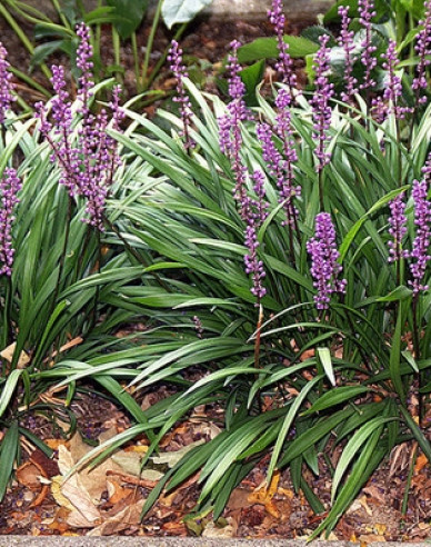 Liriope ’Big Blue’