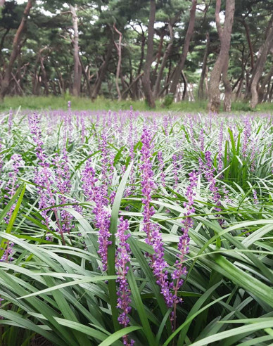 Liriope ’Big Blue’