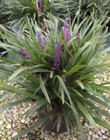 Liriope  ´Purple Passion´