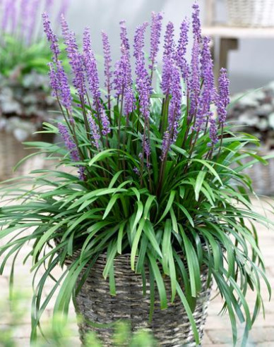 Liriope  ´Purple Passion´