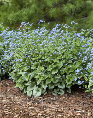 Brunnera ´Silver Heart´