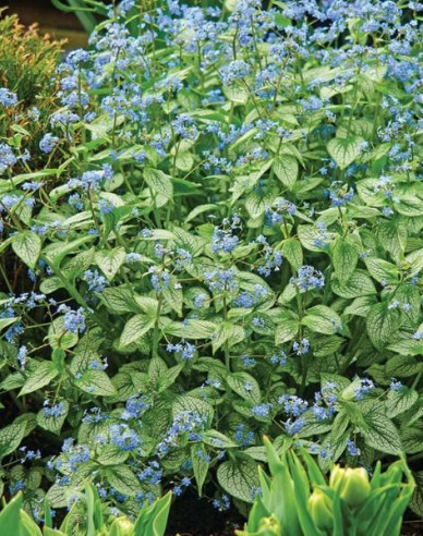 Brunnera ´Silver Heart´