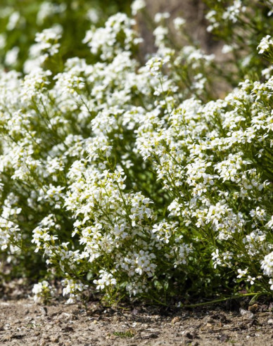 Huseník kavkazský  ´Little Treasure White´