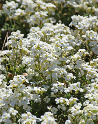 Huseník kavkazský  ´Little Treasure White´