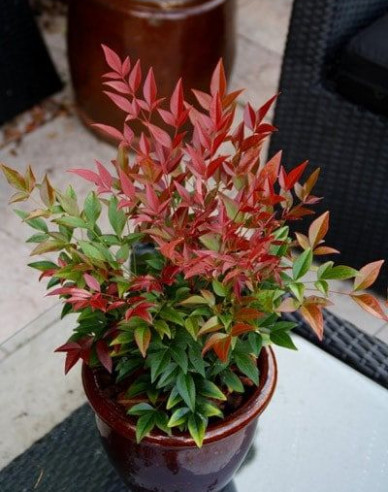 Nandina ´Obsessed´