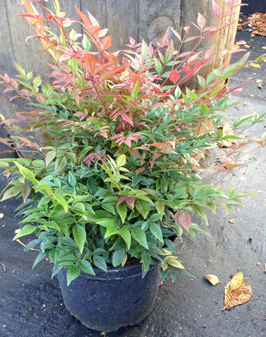 Nandina ´Obsessed´