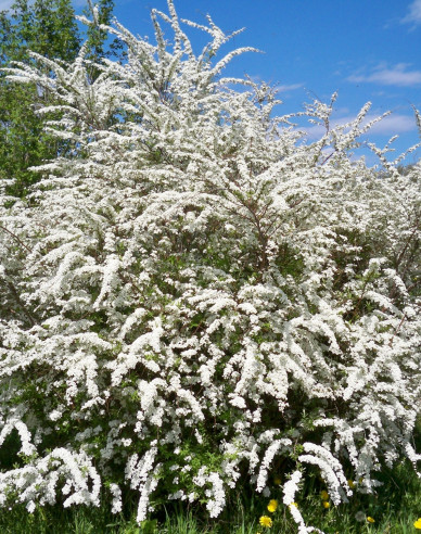 Tavolník japonský  ´Snowmound´