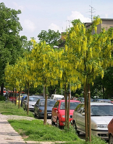 Štědřenec (Laburnum anagyroides) ´Sunspire´ na kmínku