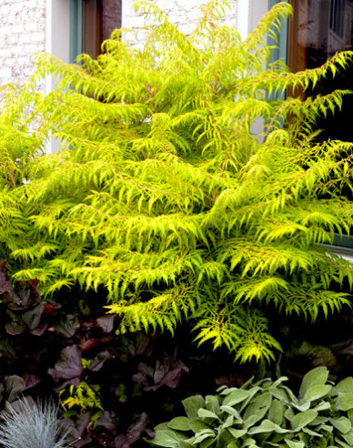 Škumpa orobincová ( Rhus Typhina)