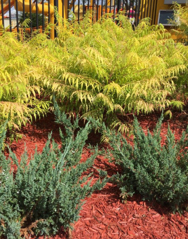 Škumpa orobincová ( Rhus Typhina)