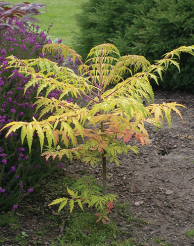 Škumpa orobincová ( Rhus Typhina)