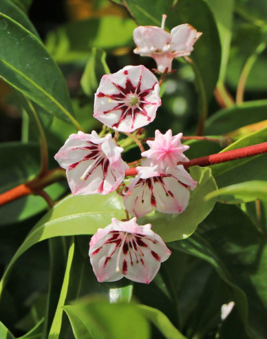 Kalmia širokolistá ´Peppermint´