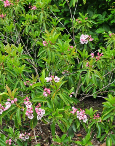 Kalmia širokolistá ´Peppermint´