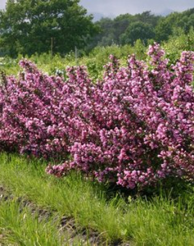 Vajgélie floridská Nana Purpurea