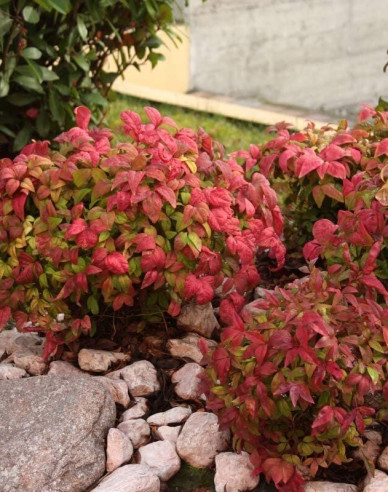 Nandina Fire Power