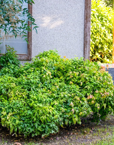 Nandina Fire Power