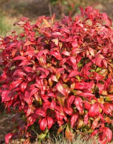 Nandina Fire Power