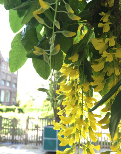 Štědřenec (Laburnum anagyroides)