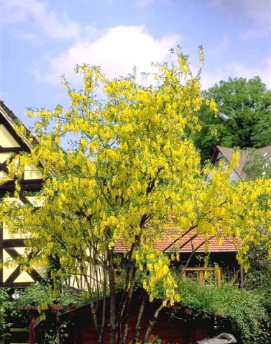 Štědřenec (Laburnum anagyroides)