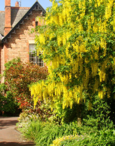 Štědřenec (Laburnum anagyroides)