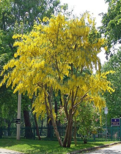 Štědřenec (Laburnum anagyroides)