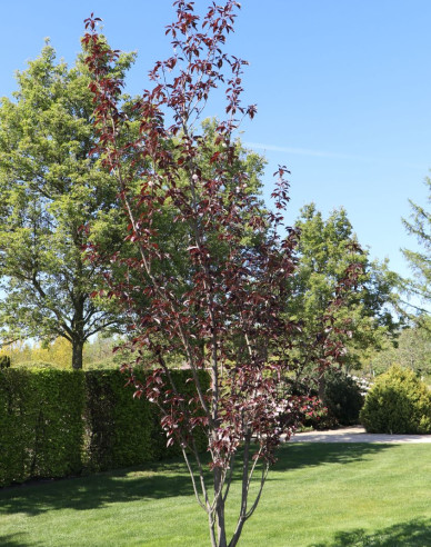 Okrasná třešeň ´Royal Burgundy´ víckmen