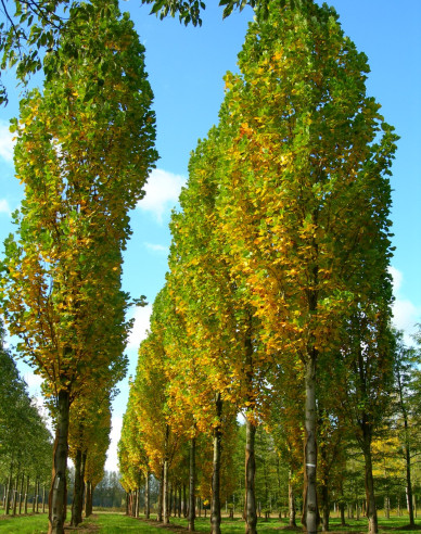 Liliovník tulipánokvětý (Liriodendron tulipifera)