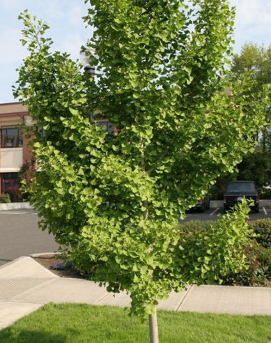 Ginkgo biloba