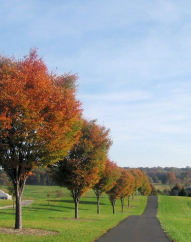 Zelkova serrata (Zelkova serrata)