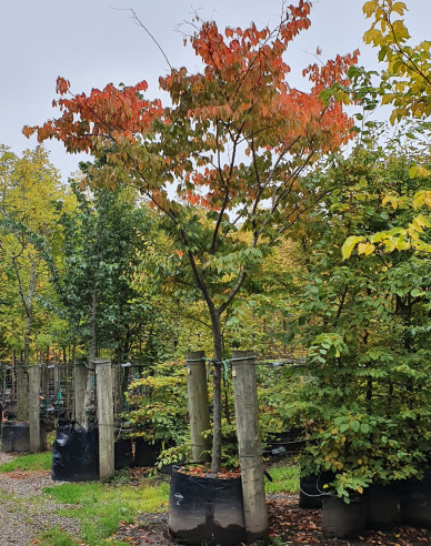 Zelkova serrata (Zelkova serrata)