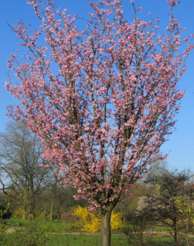 Sargentova třešeň ´Rancho´