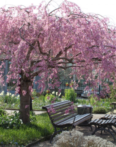 Okrasná višeň Pendula Plena Rosea