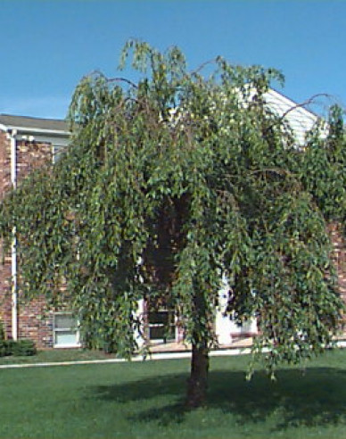 Okrasná višeň Pendula Plena Rosea