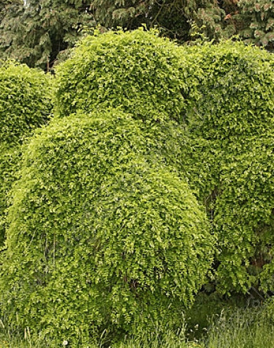 Sophora japonská ´Pendula´