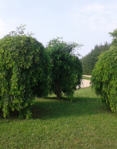 Sophora japonská ´Pendula´