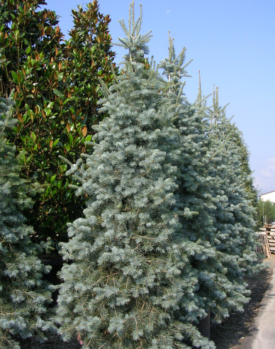 Jedle ojíněná ’Glauca’