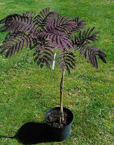 Albizia růžová ´Summer Chocolate´