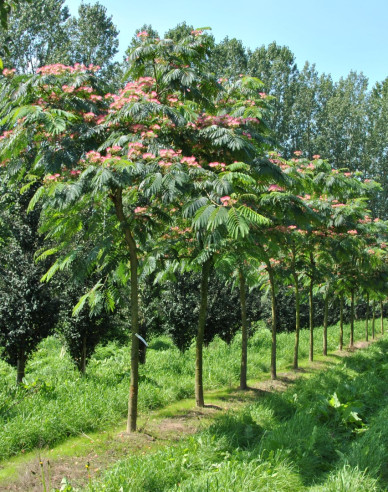 Albizia růžová