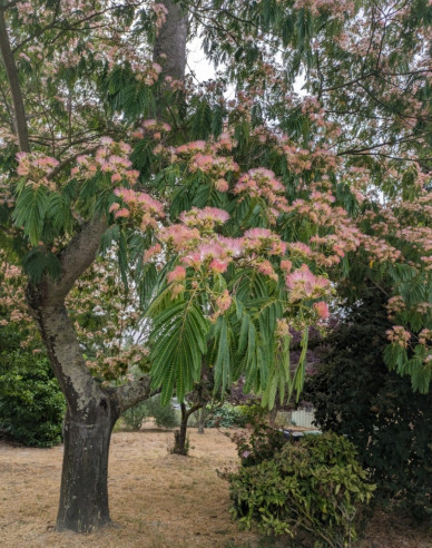 Albizia růžová