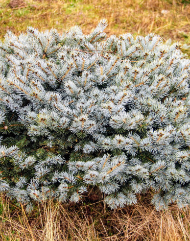 Smrk ztepilý Glauca Globosa