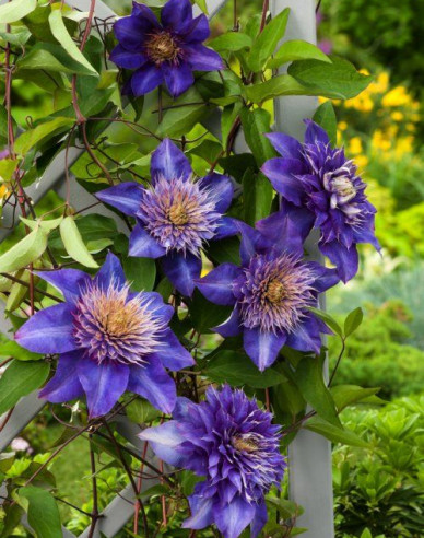 Clematis ´Multi blue´