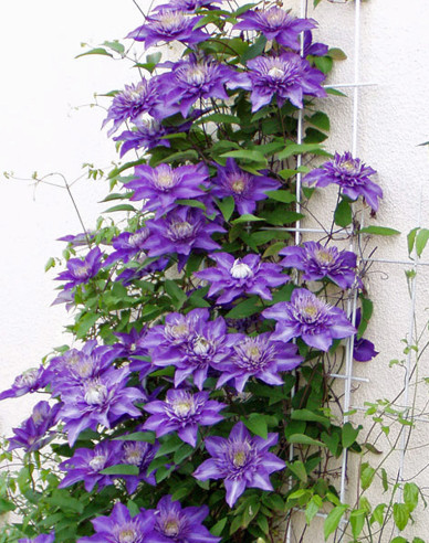 Clematis ´Multi blue´