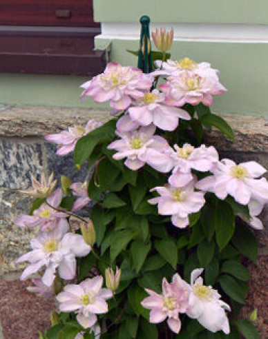 Clematis ´Innocent Blush´